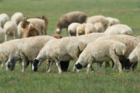 Монгол улс Лаосын ардын армид 1000 хонь нийлүүлнэ