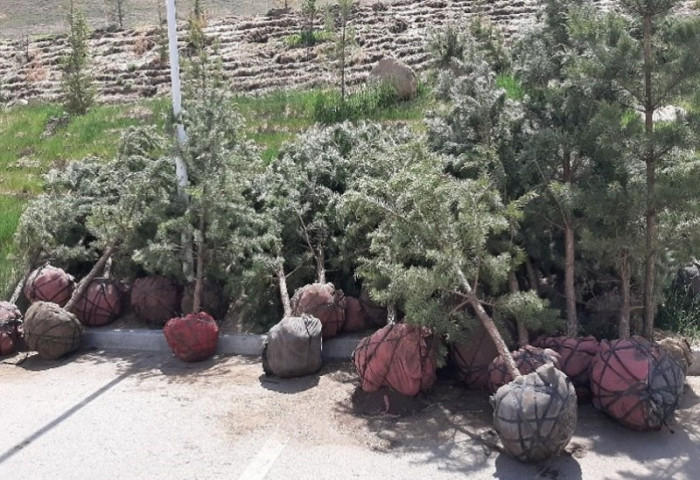 Зөвшөөрөлгүй 400 ширхэг зулзаган нарс мод бэлтгэн, худалдахыг завджээ