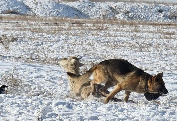Богд ууланд гөрөөс барьж иддэг зэрлэг нохдыг устгажээ