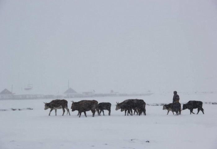 Сүхбаатарын нутаг, Дорнодын өмнөд хэсгээр цасан шуурга шуурна