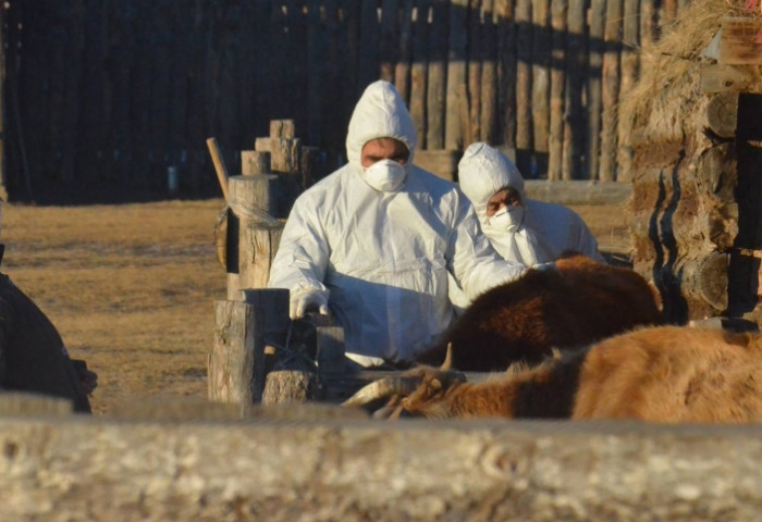 МАЛЫН ВАКЦИНААР МӨНГӨ ОЛОХЫН ТУЛД ШҮЛХИЙ ТАРААДАГ МАФИ БИЙ ГЭВ ҮҮ