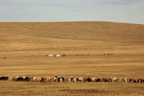 Монгол орны нийт нутгийн 80 орчим хувьд бэлчээрийн ургамал цухуйгаагүй байна