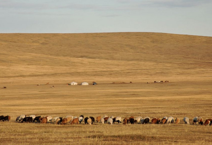 Монгол орны нийт нутгийн 80 орчим хувьд бэлчээрийн ургамал цухуйгаагүй байна