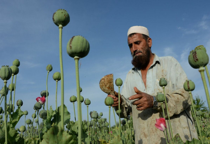 Талибаны дэглэмийн хар тамхины хоригийн улмаас Афганистаны тариаланчид $1 тэрбумын орлогоо алджээ