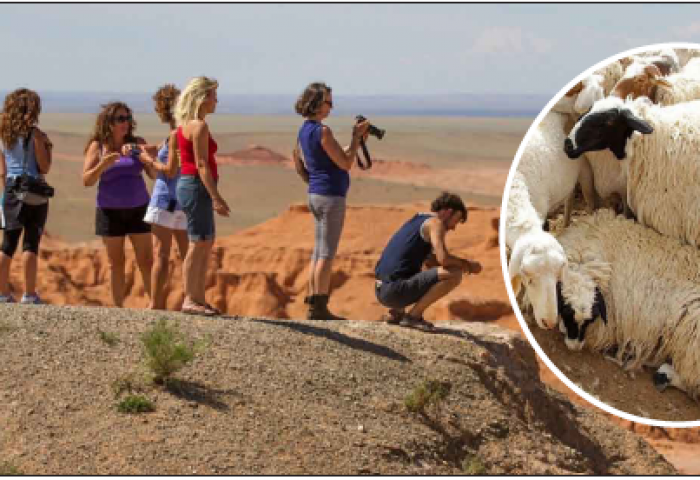 Жуулчдад хонь бэлэглэх нь найран дээр “Халзан цагаан хонь аваарай” гэдгээс огт өөр үр дагавартай даа…
