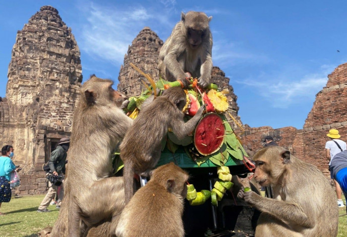 Тайландын нэг хот сармагчны сүрэгт эзлэгдсэний улмаас хөрөнгө оруулагчид үргэж эхэлжээ