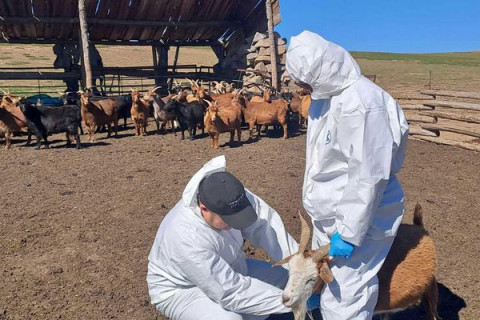 БОГ МАЛЫН МЯЛЗАН ӨВЧНИЙ ИДЭВХГҮЙ ТАНДАЛТ СУДАЛГААГ ХИЙЛЭЭ