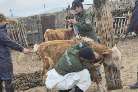 Мал, амьтны гоц халдварт шүлхий, бог малын мялзан өвчний халдвар илрүүлэх тандалт хийгдэж байна.