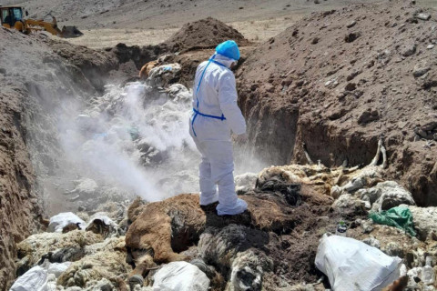 Мал эмнэлгийн ерөнхий газраас 2024 оны сэг зэм устгалын ажлын гүйцэтгэл