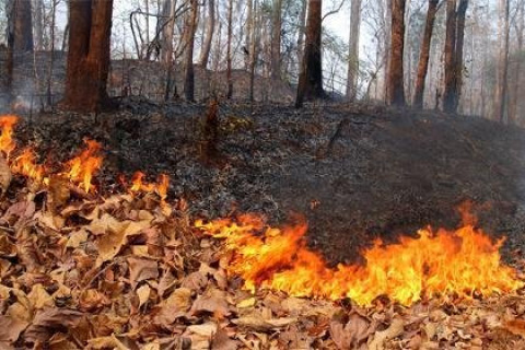Хуурайшилт өндөр байгаа тул ой, хээрийн түймрээс урьдчилан сэргийлэх ажлыг эрчимжүүлнэ
