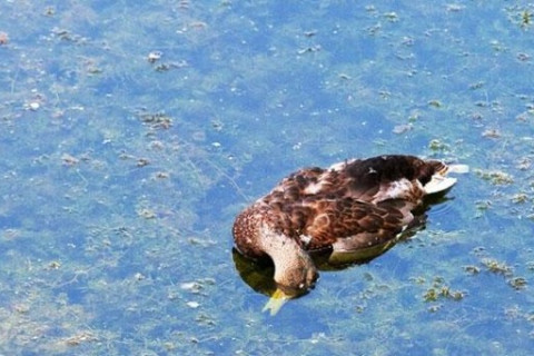Завхан аймагт 16 зүйлийн 1521 усны шувуу үхжээ
