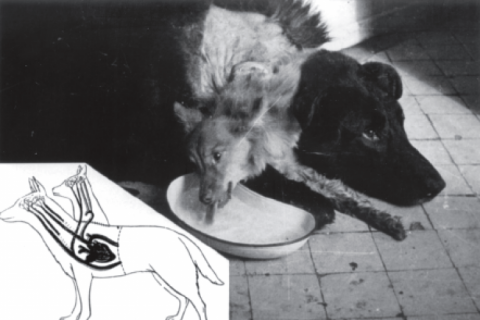 Галзуу эрдэмтэн Владимир Демиков хоёр толгойтой нохойг хэрхэн ''бүтээсэн'' бэ?