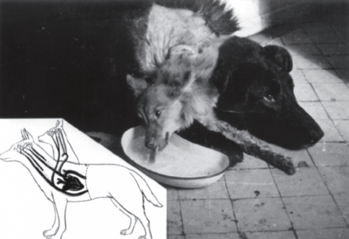 Галзуу эрдэмтэн Владимир Демиков хоёр толгойтой нохойг хэрхэн ''бүтээсэн'' бэ?