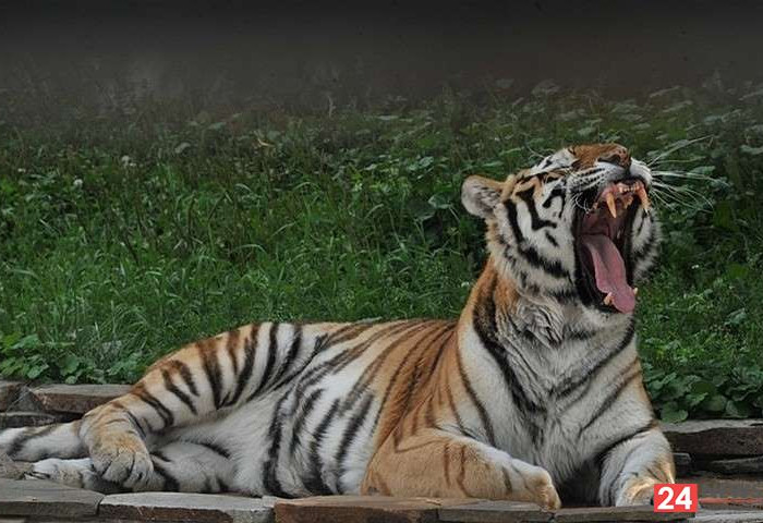 Эрхтэний тэнгэрт одтой, Хоёр хар мэнгэтэй цагаан бар өдөр