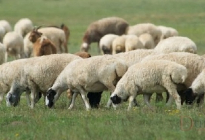 Монгол улс Лаосын ардын армид 1000 хонь нийлүүлнэ