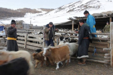 Монгол Улсад урьдчилсан дүнгээр 67.1 сая толгой мал тоологдлоо