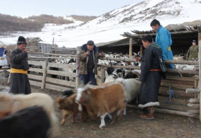 Монгол Улсад урьдчилсан дүнгээр 67.1 сая толгой мал тоологдлоо