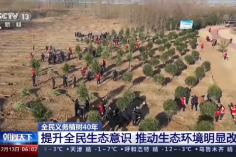 Хятад улс 40 жилд 78 тэрбум ширхэг мод тарьжээ