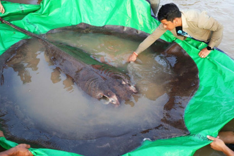 Дэлхийн цэнгэг усны хамгийн том загасыг Камбожоос барьжээ