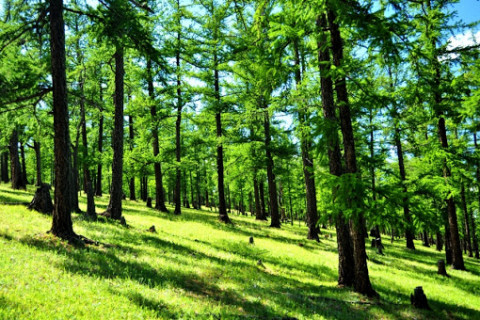 Байгалийн ойгоос зулзаган мод шилжүүлэн суулгахыг 2030 он хүртэл ХОРИГЛОВ