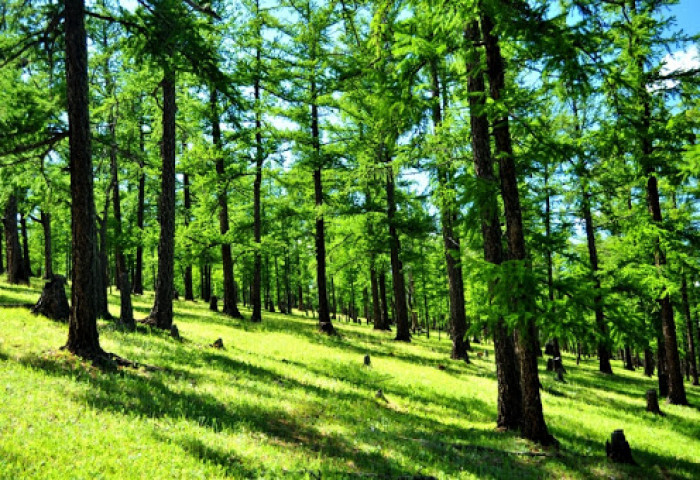 Байгалийн ойгоос зулзаган мод шилжүүлэн суулгахыг 2030 он хүртэл ХОРИГЛОВ