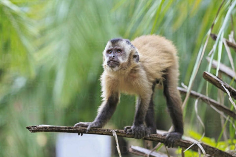 Сармагчны цэцэг өвчний дэгдэлтэд сармагчнууд буруугүйг ДЭМБ анхааруулжээ
