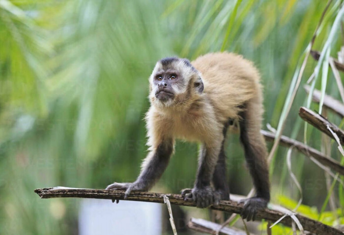 Сармагчны цэцэг өвчний дэгдэлтэд сармагчнууд буруугүйг ДЭМБ анхааруулжээ