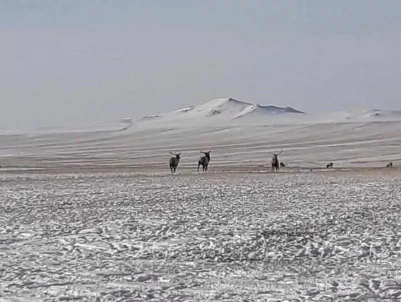 Төв аймгийн аргалант суманд бугын сүрэг орж иржээ