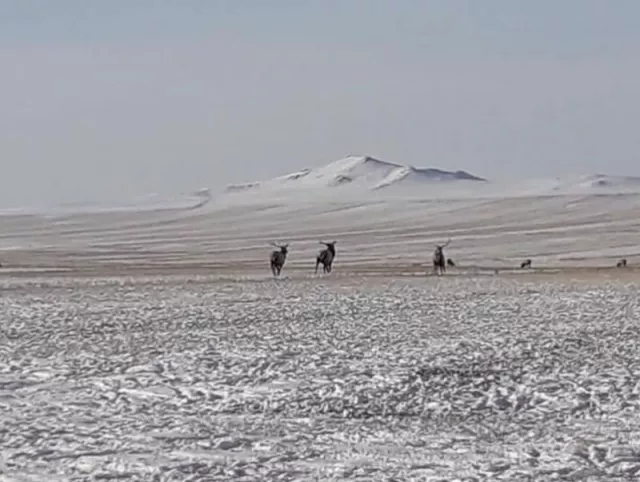 Төв аймгийн аргалант суманд бугын сүрэг орж иржээ