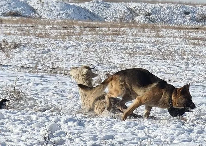 Богд ууланд гөрөөс барьж иддэг зэрлэг нохдыг устгажээ