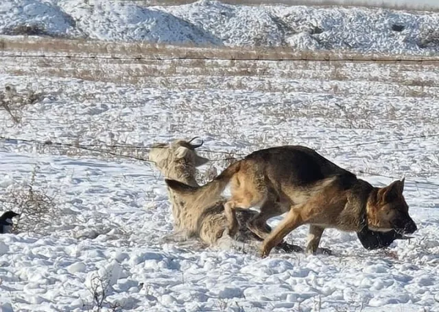 Богд ууланд гөрөөс барьж иддэг зэрлэг нохдыг устгажээ