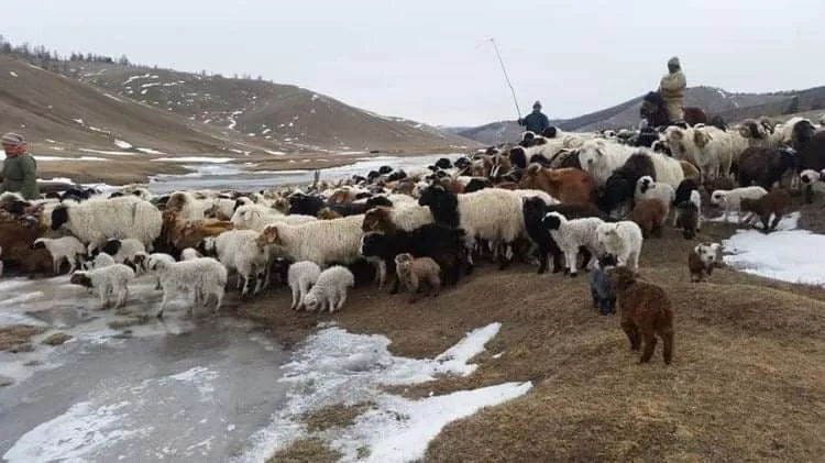 ХХААХҮЯ: Мал хаваржилтын байдал хэвийн байна