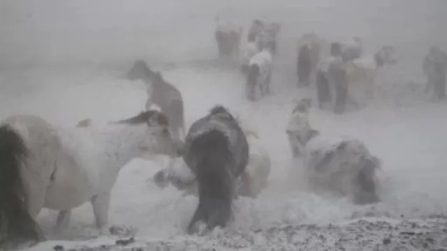 Өвөрхангай аймагт малд яваад сураггүй болсон малчдыг эрэн хайх ажиллагаа үргэлжилж байна