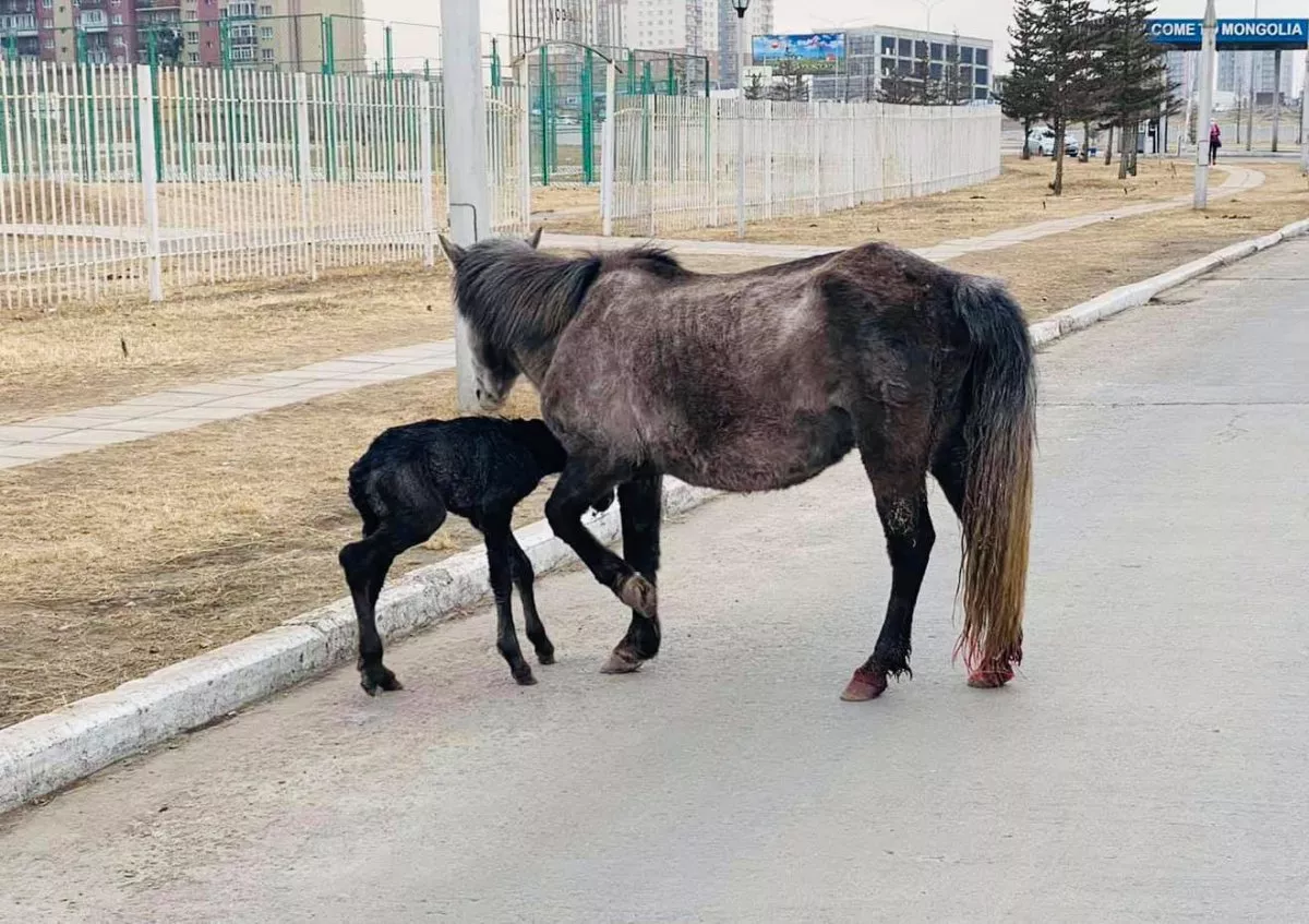 ФОТО: “Буянт-Ухаа“ нисэх буудлын буурал дэнж дээр гүү унагаллаа