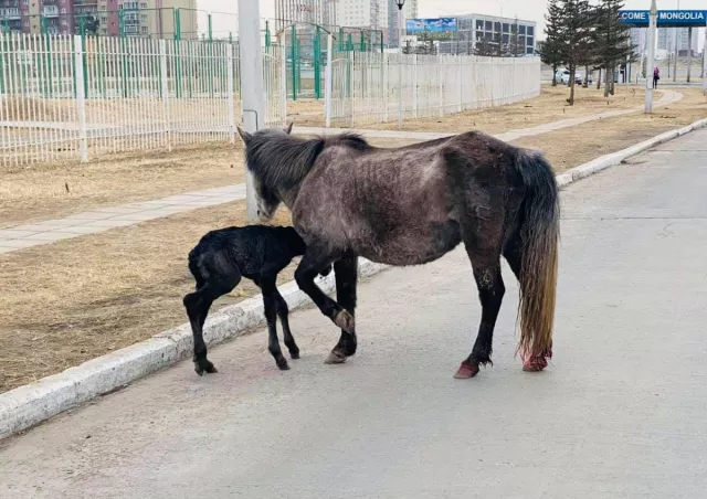 ФОТО: “Буянт-Ухаа“ нисэх буудлын буурал дэнж дээр гүү унагаллаа