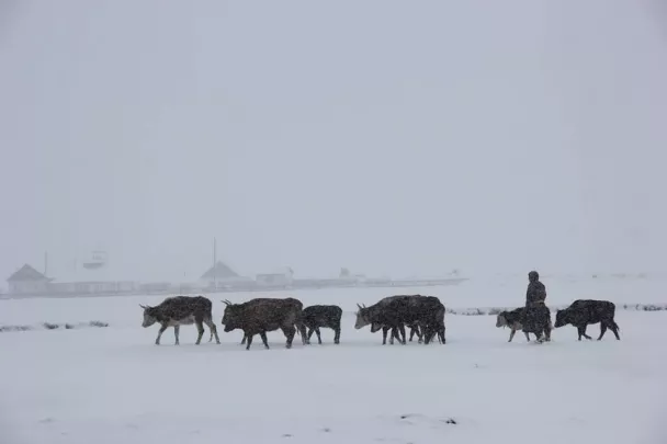 Сүхбаатарын нутаг, Дорнодын өмнөд хэсгээр цасан шуурга шуурна
