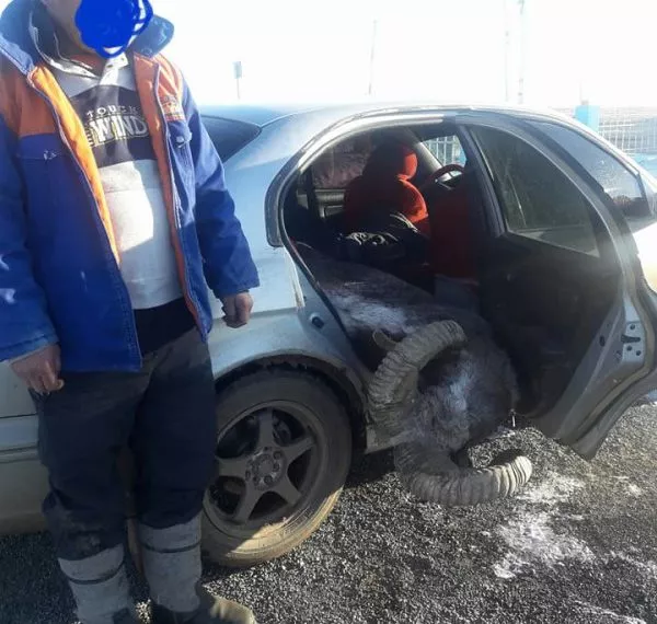 Аргал тээвэрлэж явсан иргэнийг саатуулжээ