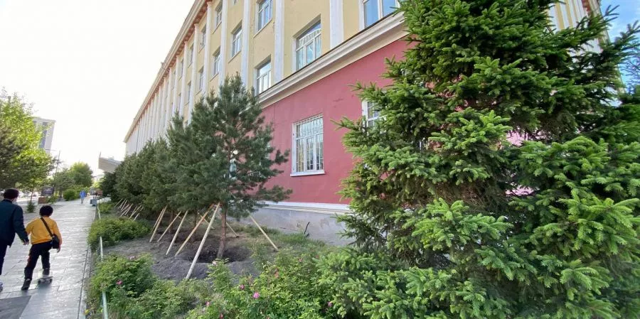 Хотын гудамжинд тарьсан мод хулгайлсан этгээдийг хайж байна