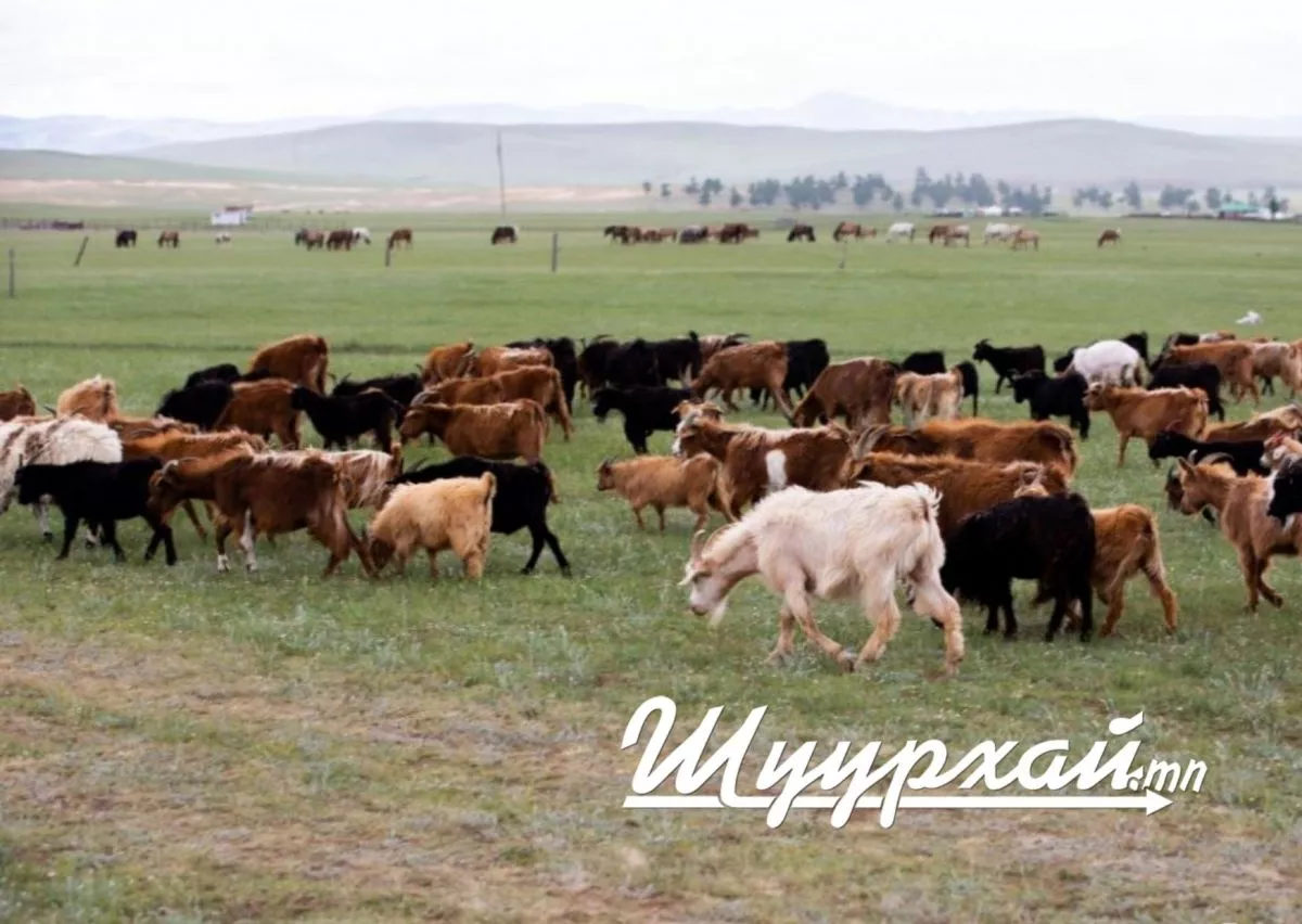 Энэ сарын 15-ны өдрөөс нэг малаас 0-2000 төгрөгийн АЛБАН ТАТВАР авч эхэлнэ