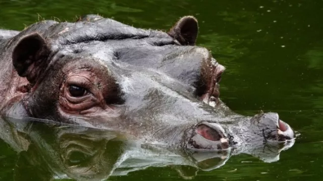 Бельгийн амьтны хүрээлэнд усны үхрээс коронавирус илэрчээ