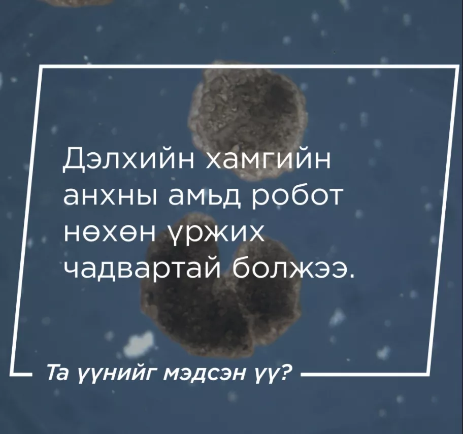 Дэлхийн анхны амьд робот нөхөн үржих чадвартай болжээ
