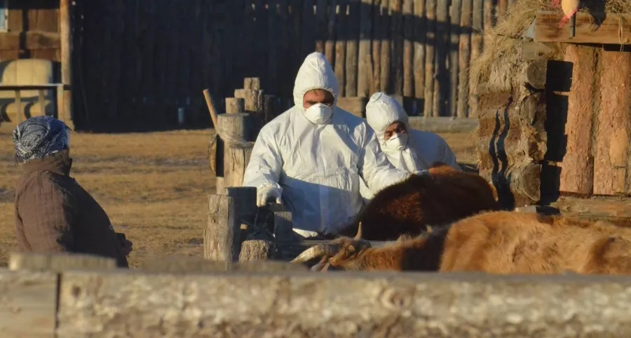 МАЛЫН ВАКЦИНААР МӨНГӨ ОЛОХЫН ТУЛД ШҮЛХИЙ ТАРААДАГ МАФИ БИЙ ГЭВ ҮҮ