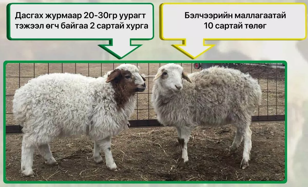 Малын тэжээл үйлдвэрлэх нь Монголд хамгийн ашигтай бизнес баймаар юм