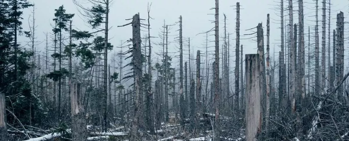 Энэ хавар л ой модоо аврахгүй бол оройтно