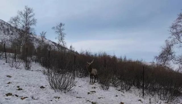 Борхүү хэмээн нэрлэсэн бугад электрон чип суулгаж, Богдхан ууланд нутагшуулахаар төлөвлөжээ