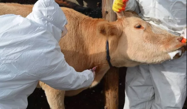 МЭЕГ: Үхрийн арьс товруутах өвчний дархлаажуулалт 90 хувьтай байна