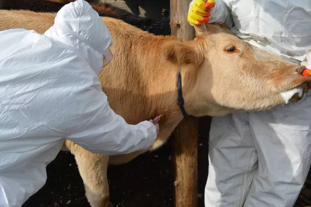 Бог малын мялзан өвчнөөс урьдчилан сэргийлэх дархлаажуулалт 34.6 хувийн гүйцэтгэлтэй байна