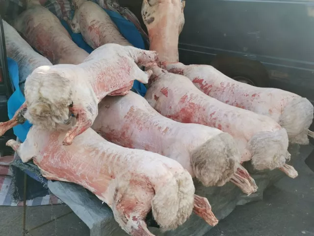 Ууцны үнэ өмнөх онтой харьцуулахад 62 хувиар өсчээ