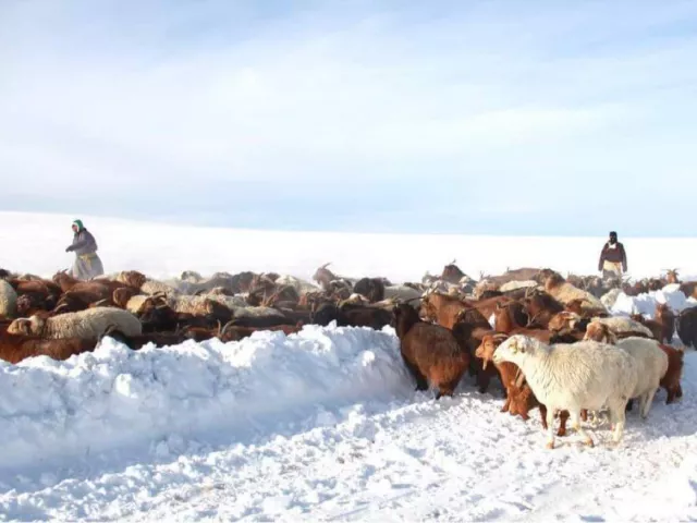 Сум сумынхаа малчдадаа хариу нэхсэн тус хүргэцгээе