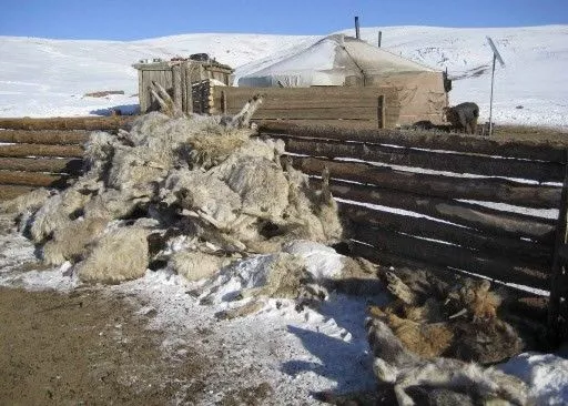 Цас, зудын улмаас улсын хэмжээнд 667,841 толгой мал хорогджээ